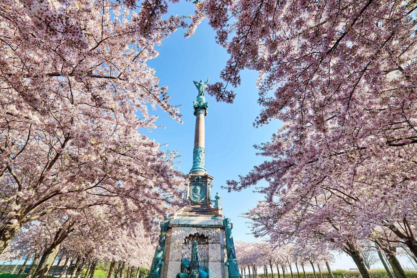 Blooming pink tree branches full of flowers surround statue for the fallen in war in Copenhagen's Langelinie park.