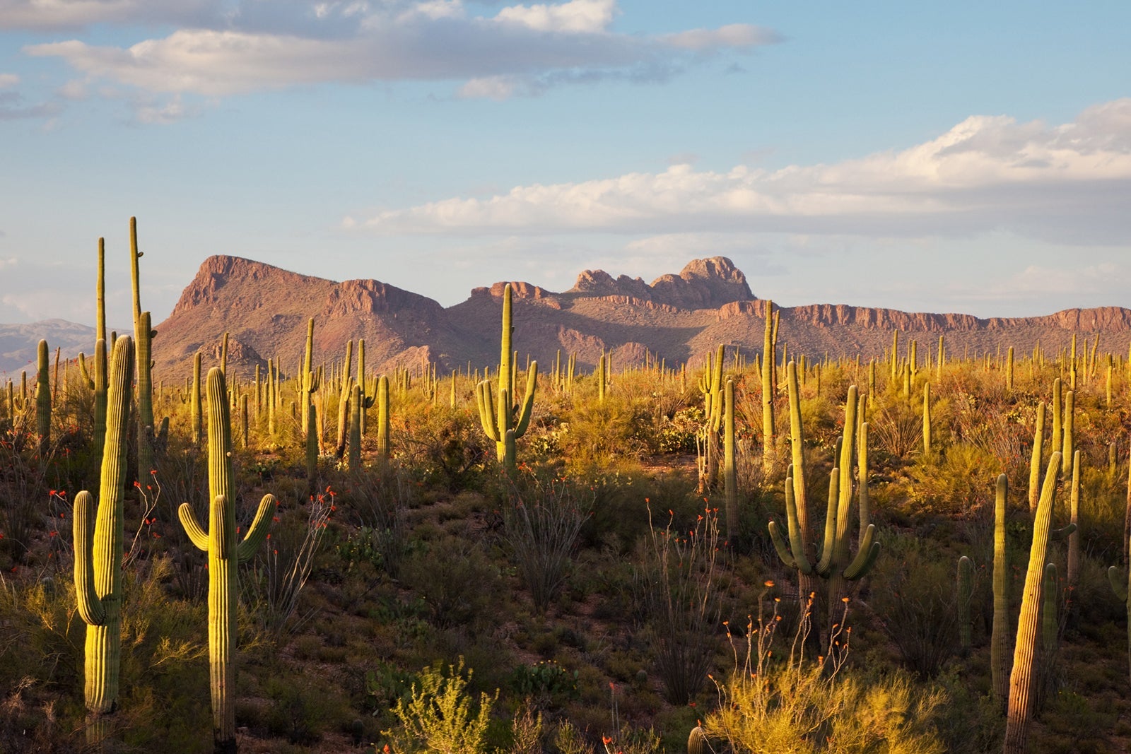 Saguaro national park in arizona