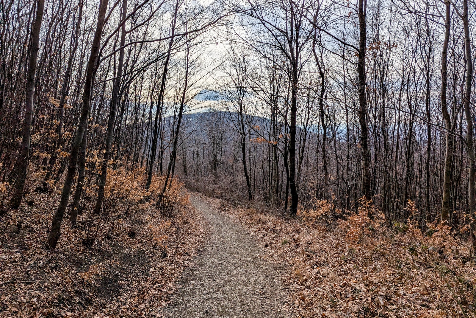 Hiking trail through bare trees in winter