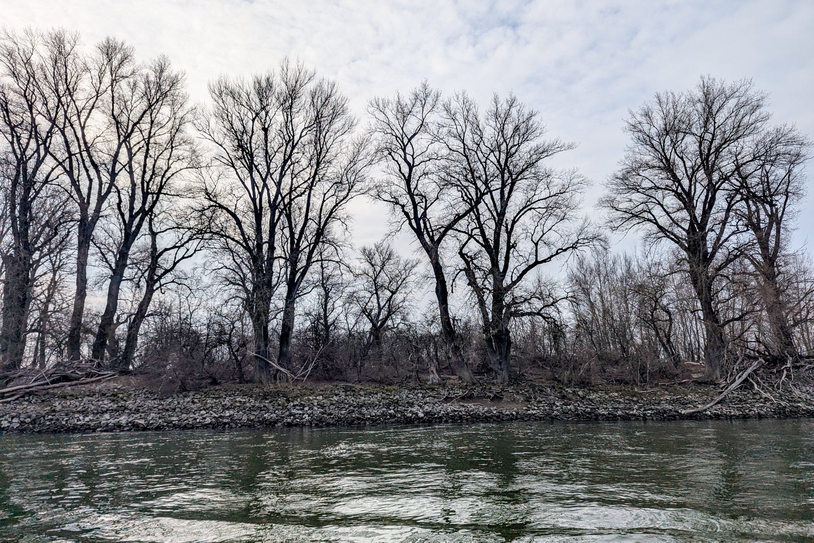 Bare trees along the Danube River