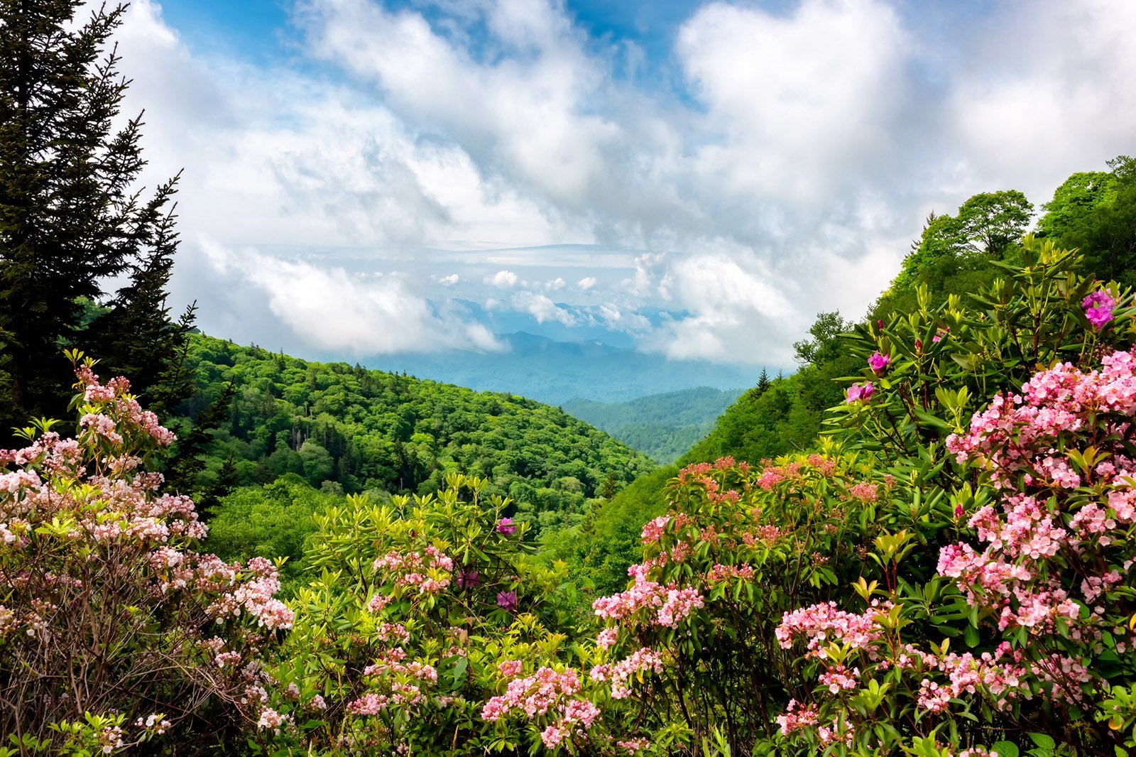 Summer along the Blue Ridge Parkway in North Carolina with blooming mountain laurel and beautiful cloudy skies