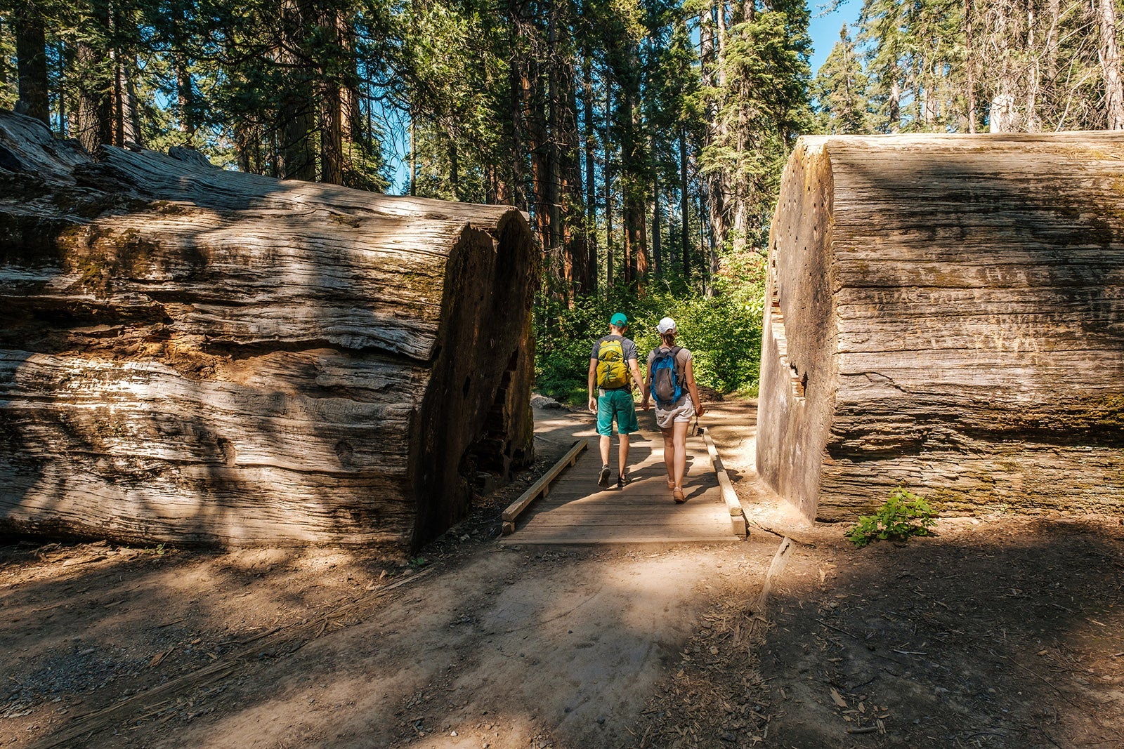 Tourists with backpack hiking in Calaveras Big Trees State Park. California, United States.