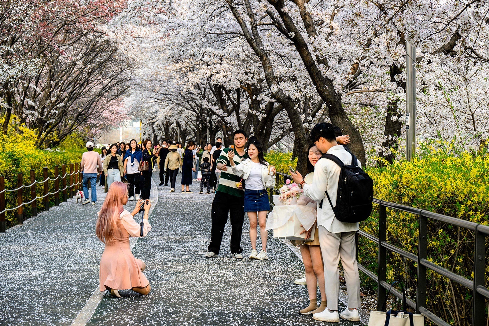 people take selfies beneath the cherry blossoms in full bloom along a street in Seoul.