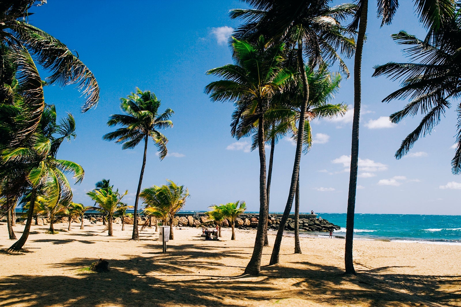 Palm Trees on Condado Beach in San Juan Puerto Rico