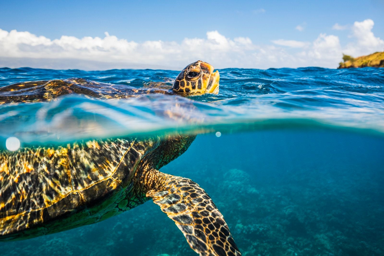 Green sea turtle taking a breath on the surface of the ocean, split shot above and below. Photographed in Maui, Hawaii.