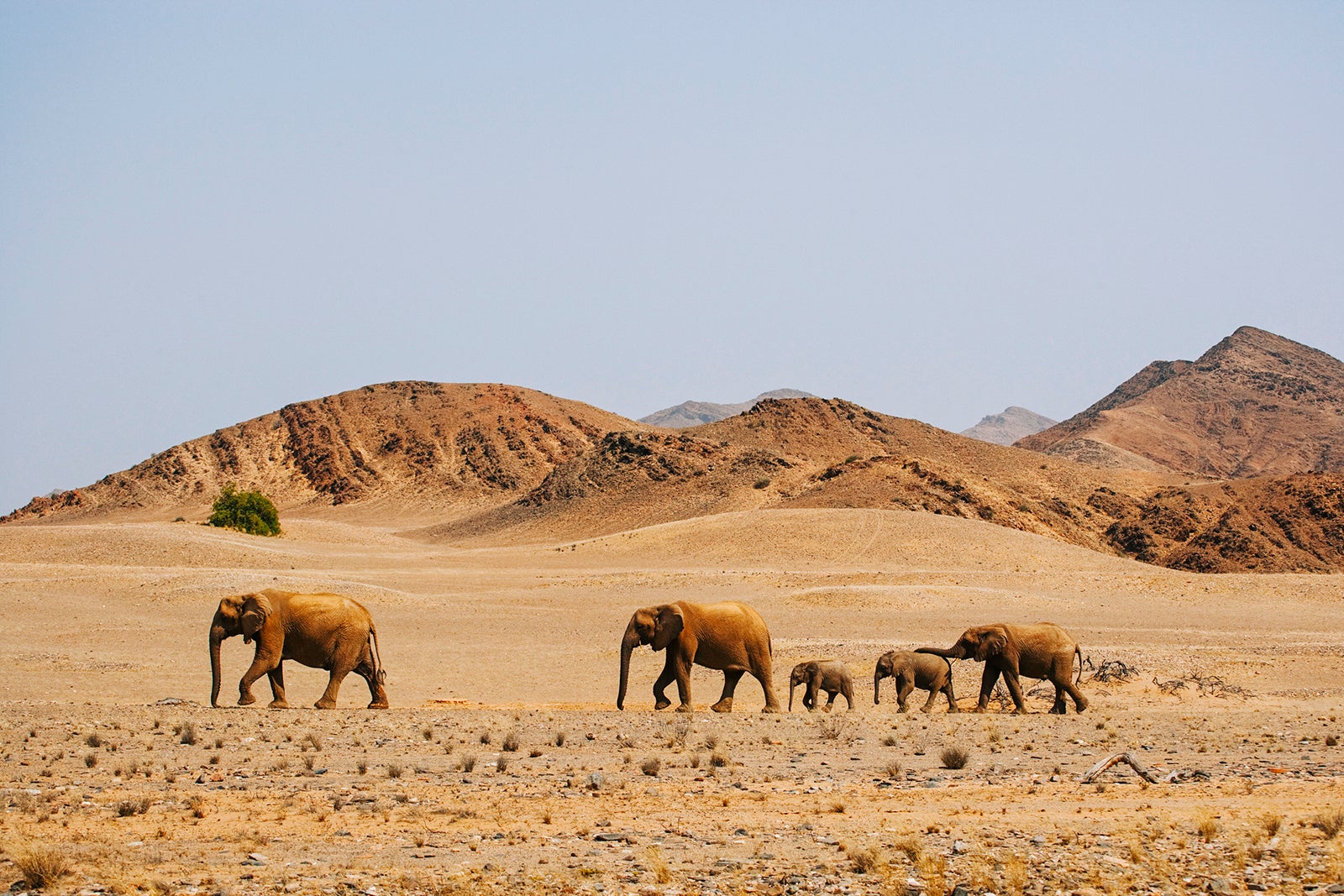 Best places to travel in September 2025 Desert-dwelling elephant (Loxodonta africana africana) breeding herd walking in the desert, Skeleton Coast, Namibia