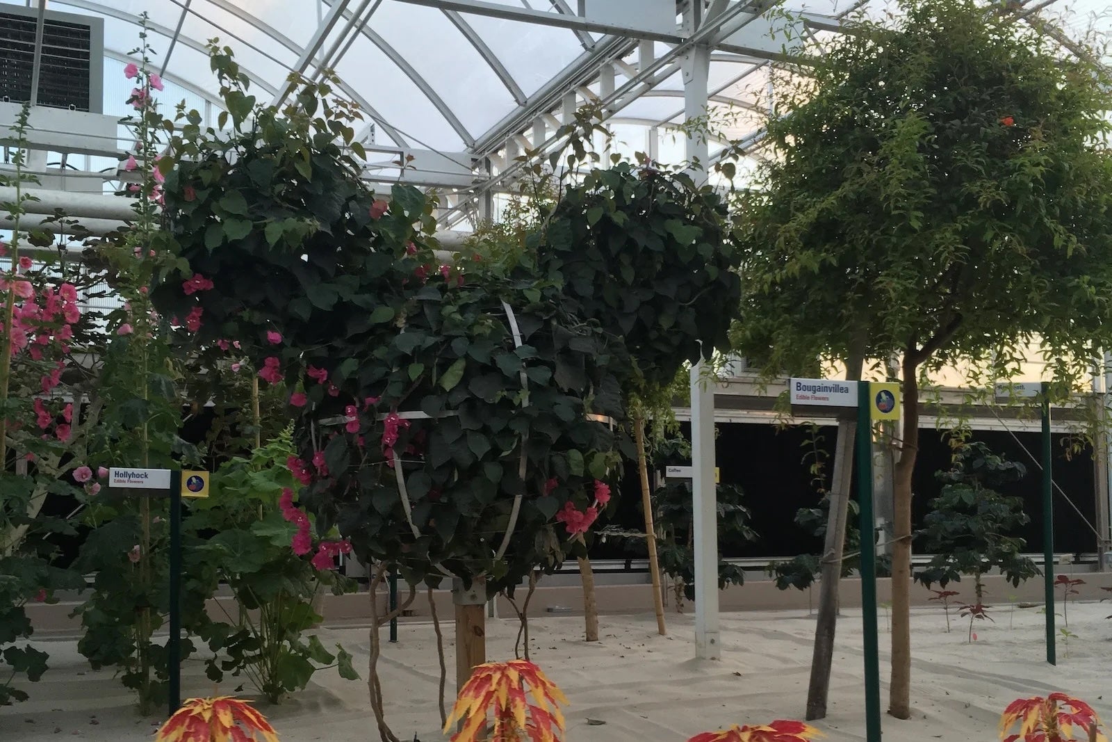 mickey-shaped plant