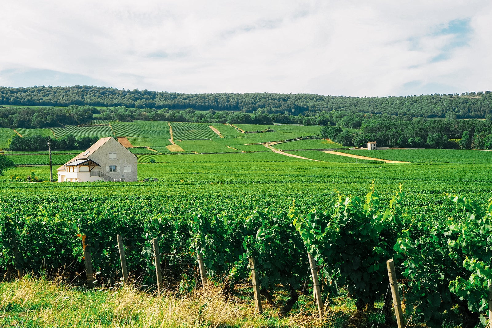 Best places to travel in September 2025 Vineyards of Puligny Montrachet in Burgundy, France