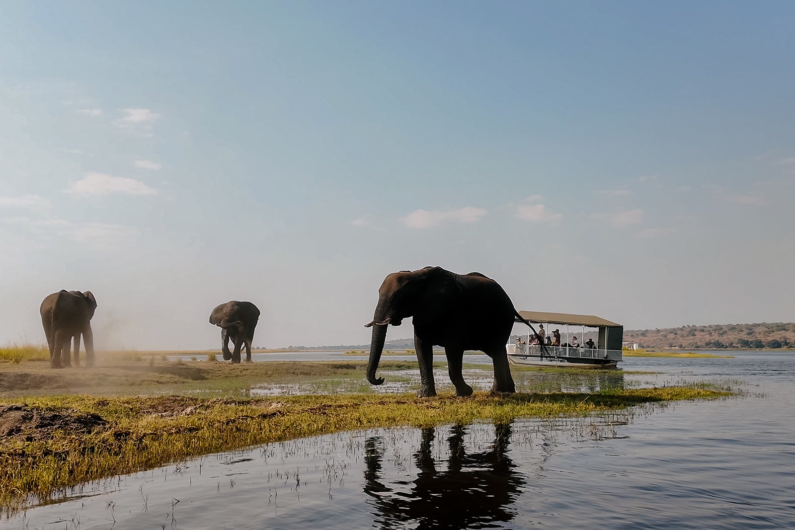 African Elephant At Chobe National Park In Kasane Botswana