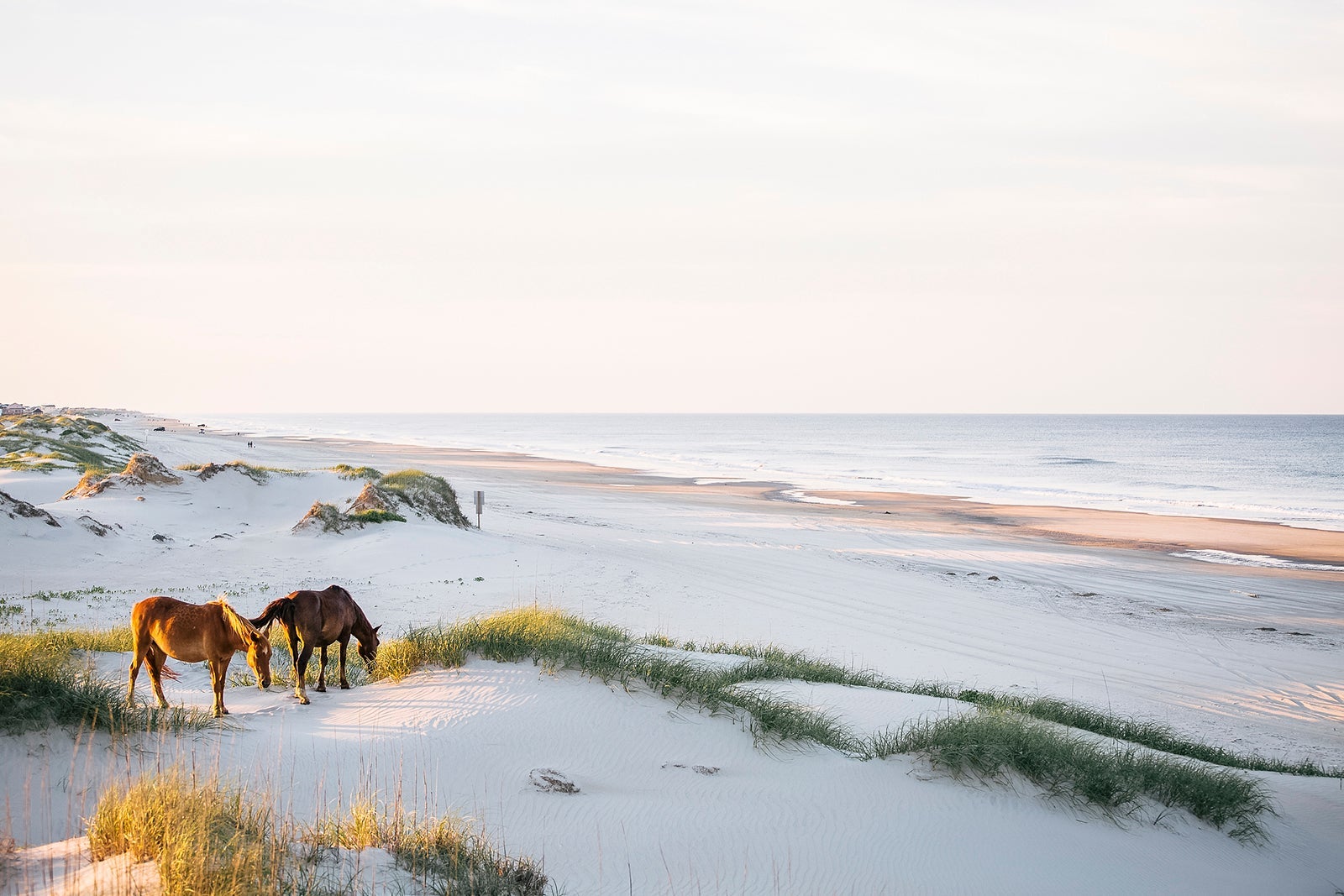 Horses on beach in Corolla, North Carolina.