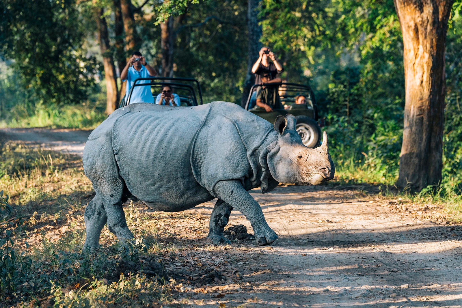 Indian rhinoceros (Rhinoceros unicornis) crossing forest road in front of vehicles with tourists, Kaziranga National Park, Assam, India