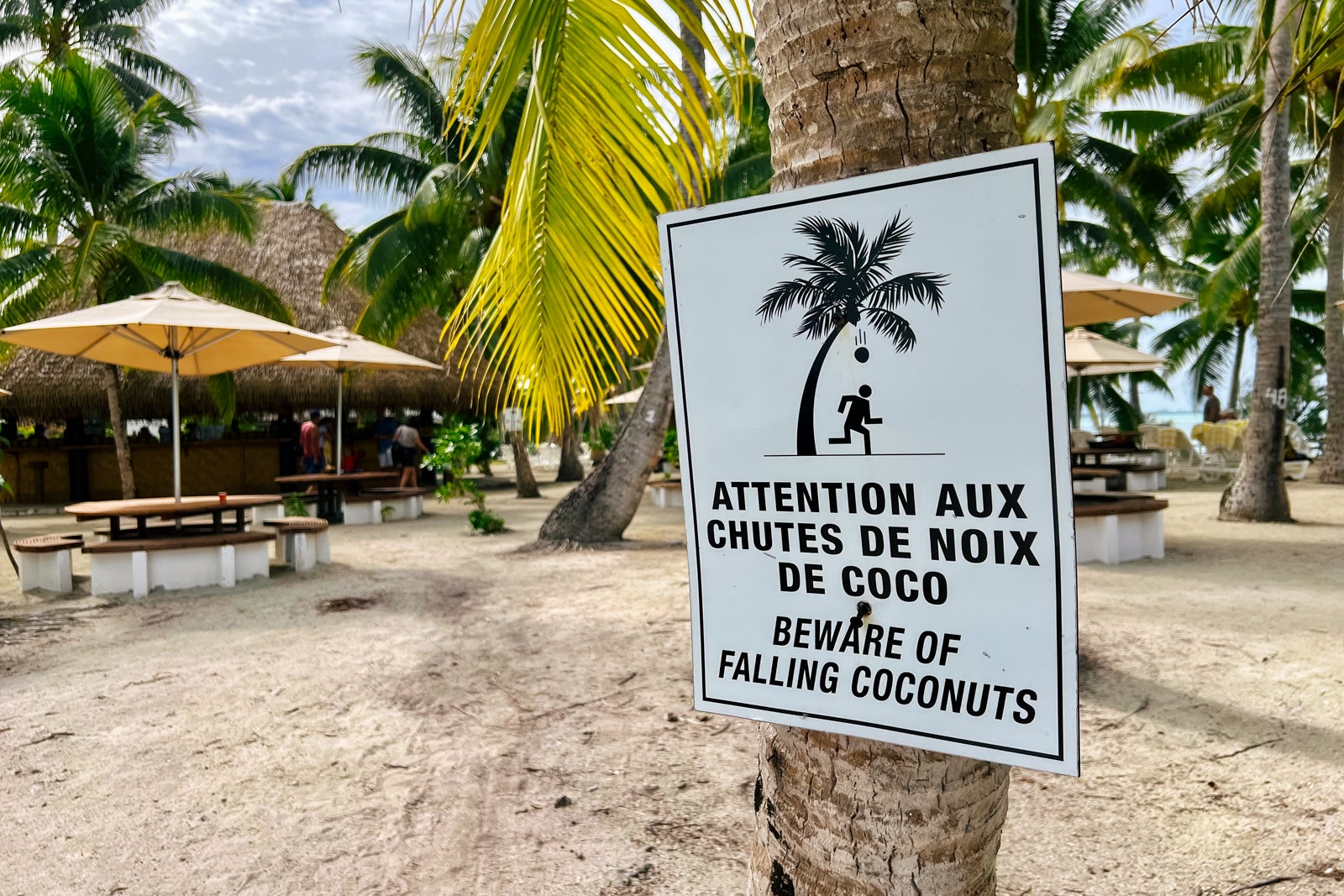 Beware of falling coconuts!