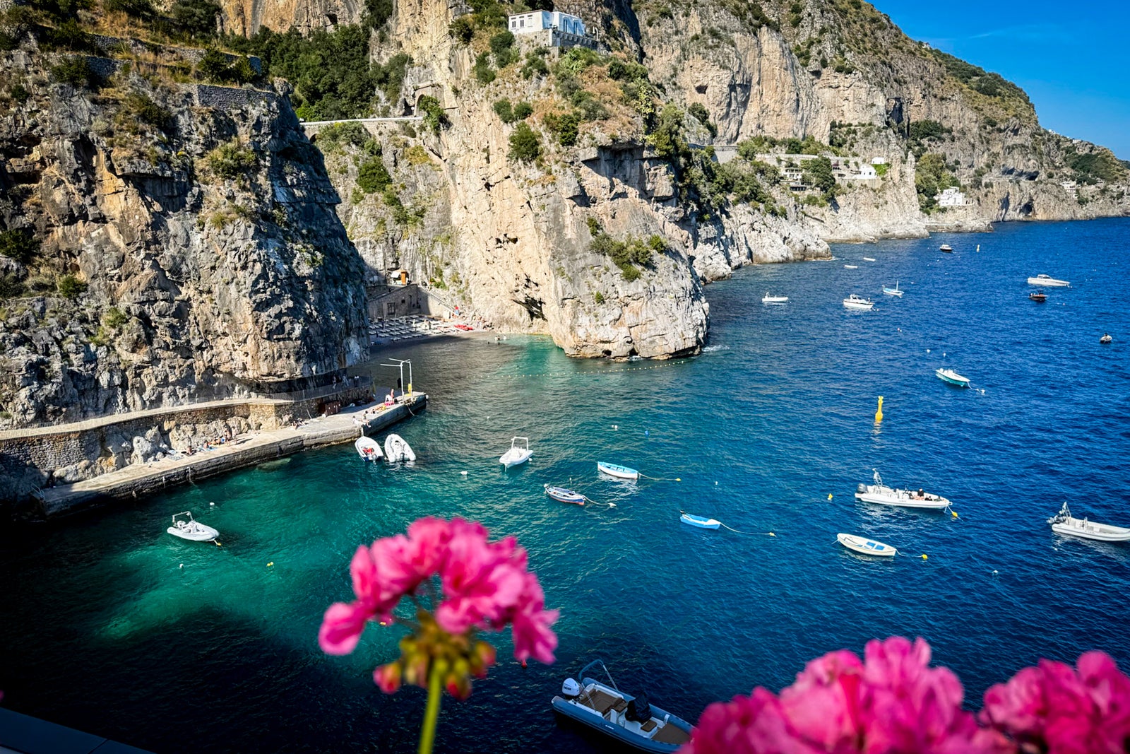 flowers overlooking blue water and coast