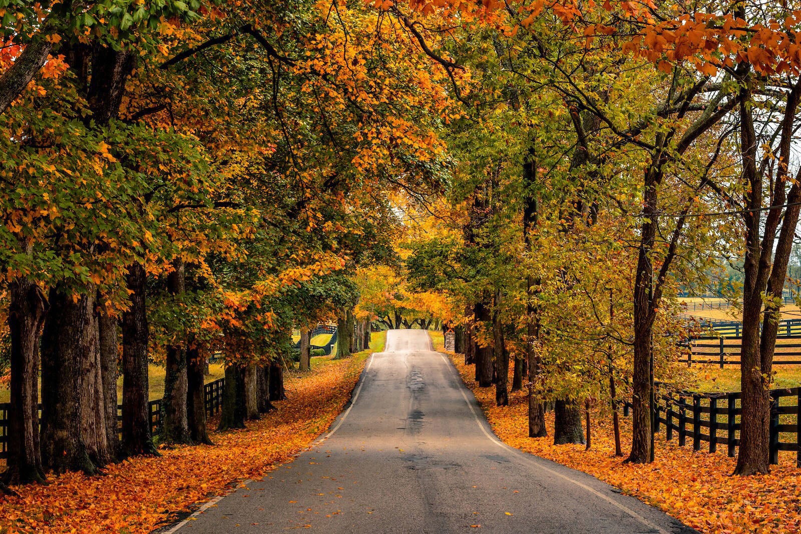 road with fall foliage