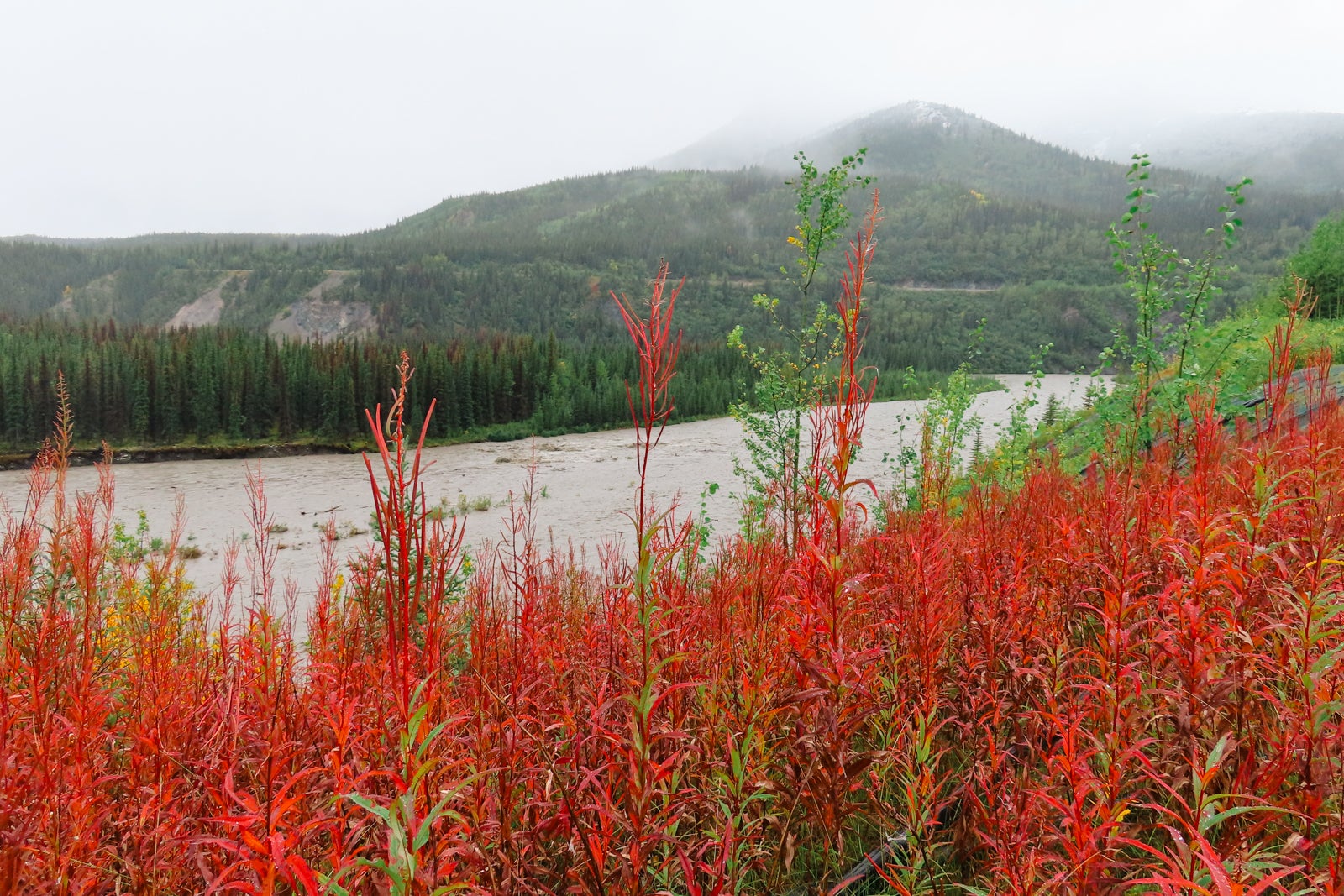 river with mountains behind and red fireweed in the foreground