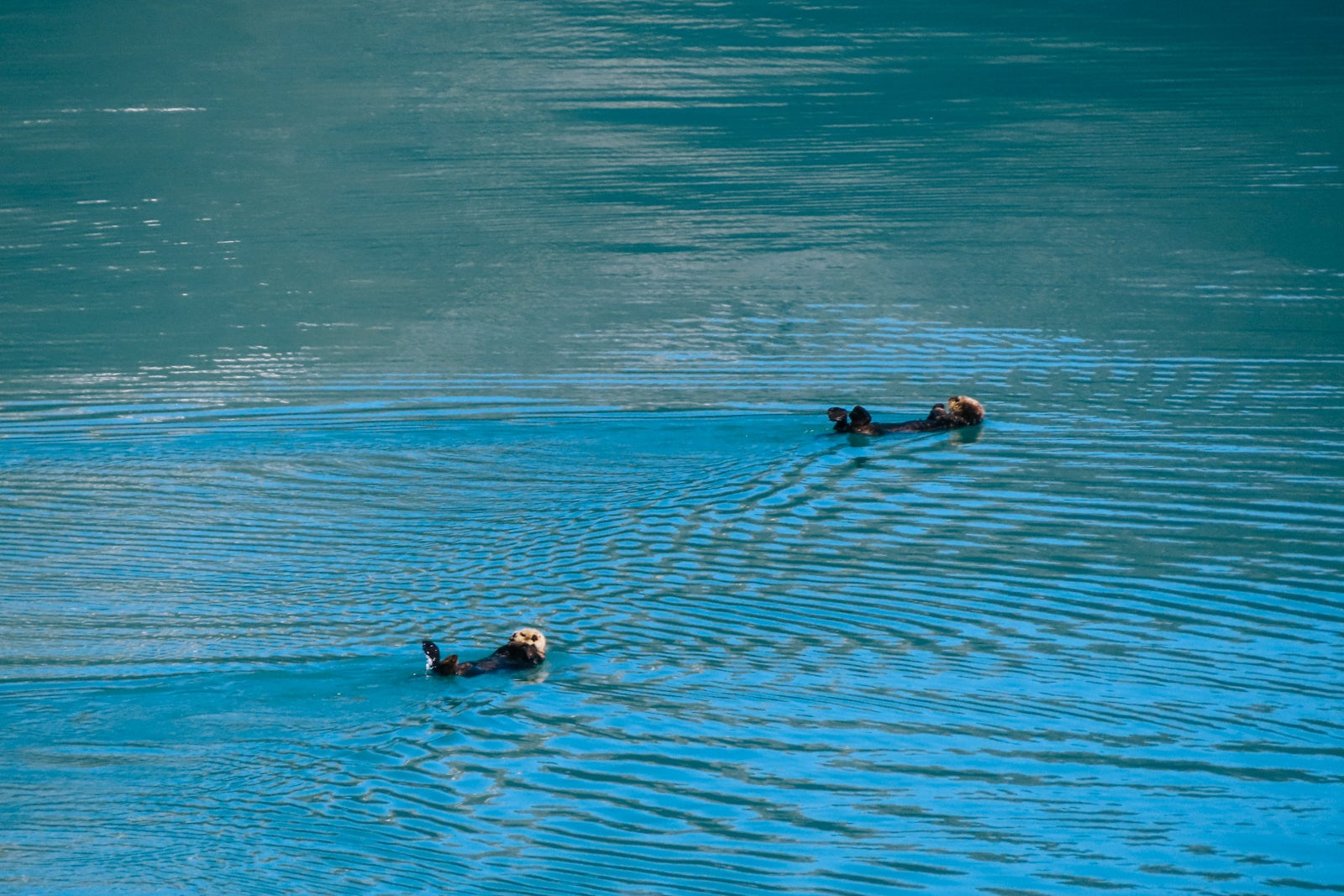 two otters in water