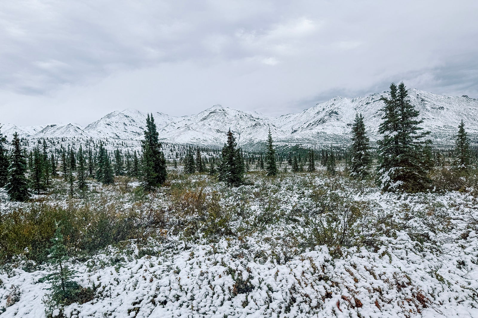First snow of the season in Denali National Park.