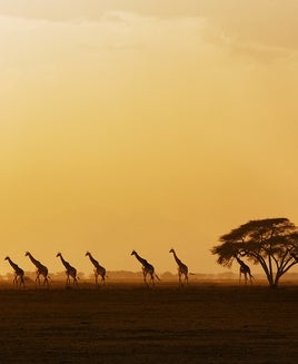 Giraffes walking in savannah at sunset in Amboseli National Park