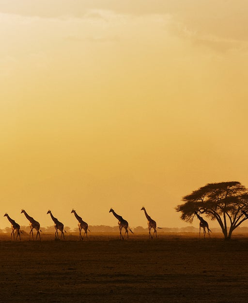 Giraffes walking in savannah at sunset in Amboseli National Park