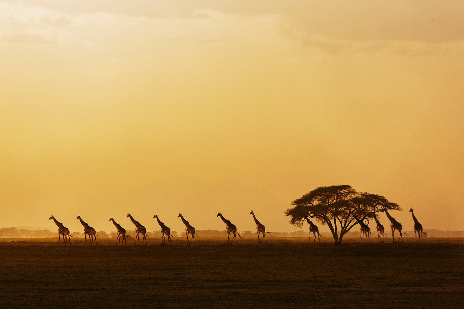 Giraffes walking in savannah at sunset in Amboseli National Park