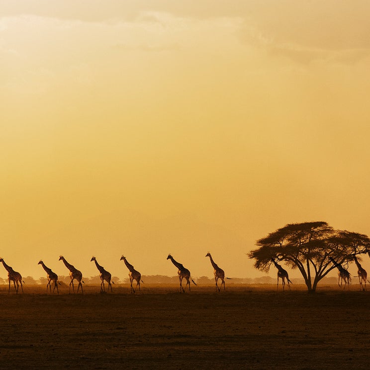 How to prepare for Kenya's new travel insurance requirements