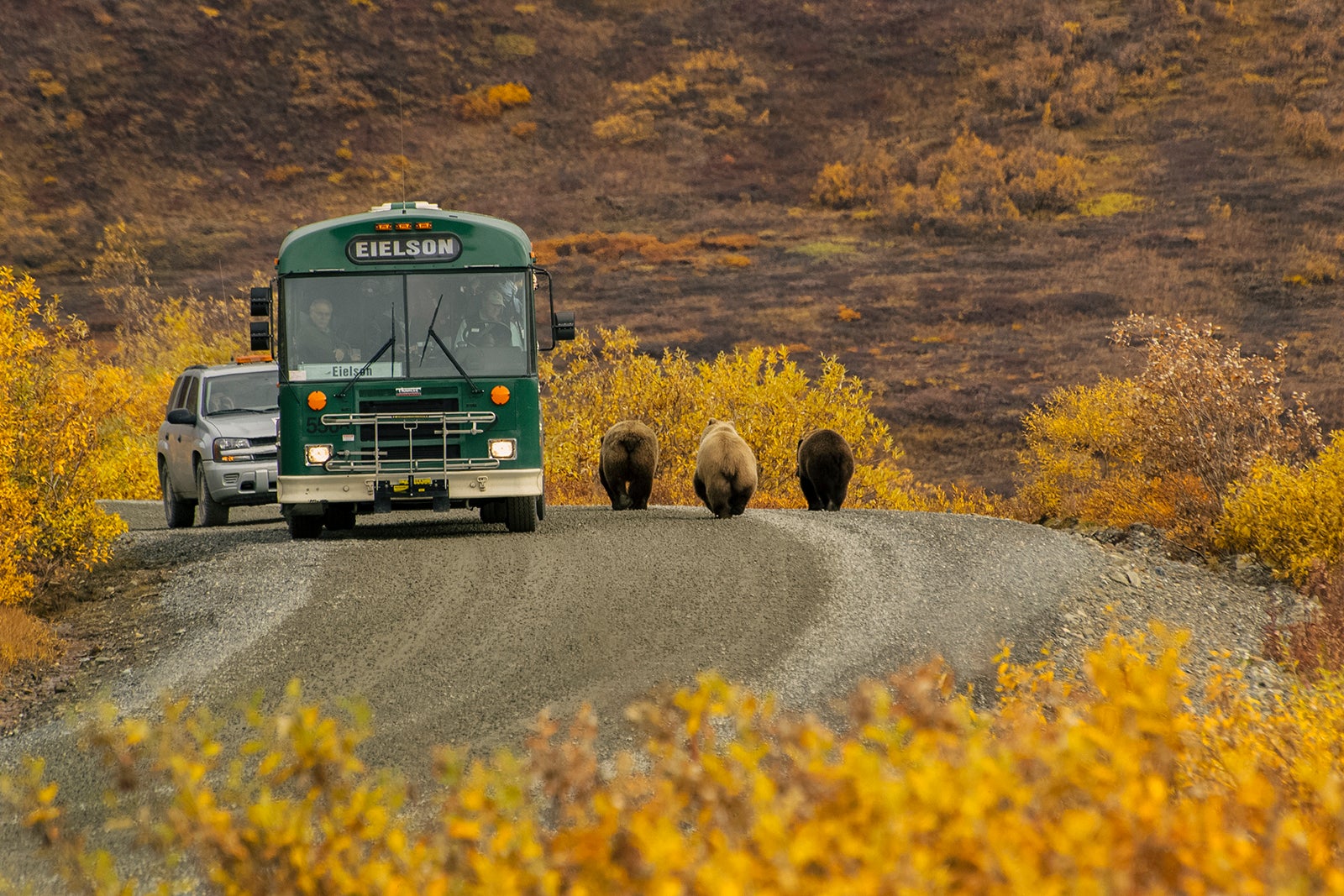 Denali National Park Shuttle Bus halts for three grizzly Bear passing by on the road.