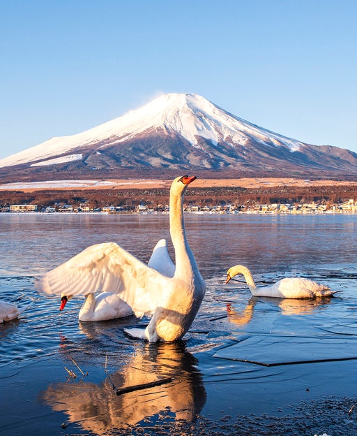 White Swan spreading wing with Fuji Mountain Background in Winter at Yamanakako Lake, Japan