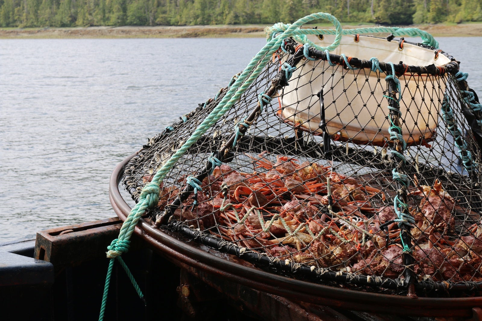 A crab trap with lots of crabs in Ketchikan, Alaska.
