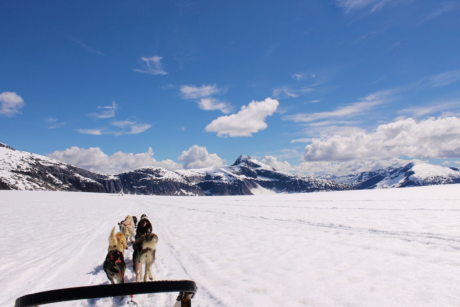 Husky dogs in trainging for sled pulling in snow covered land against mountain sky