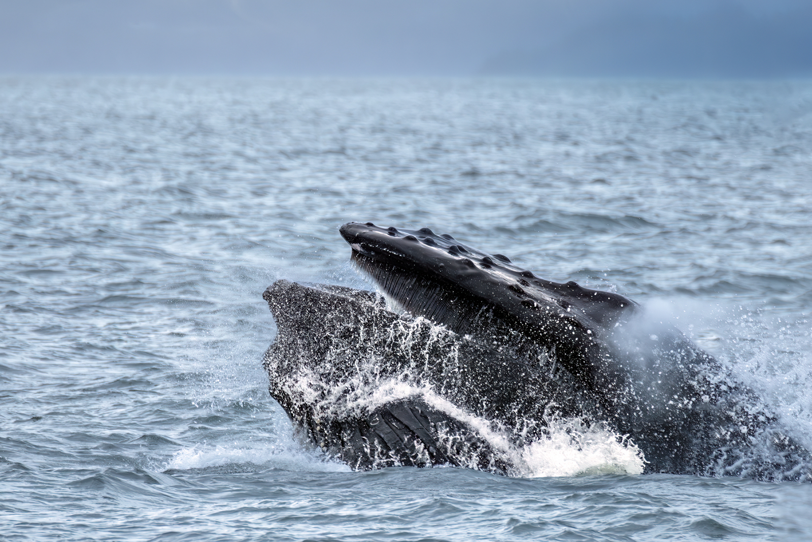 Extraordinary close sight of a Humpack whale lunge feeding in the rich waters of Auke Bay, Juneau, Southeastern Alaska, USA
