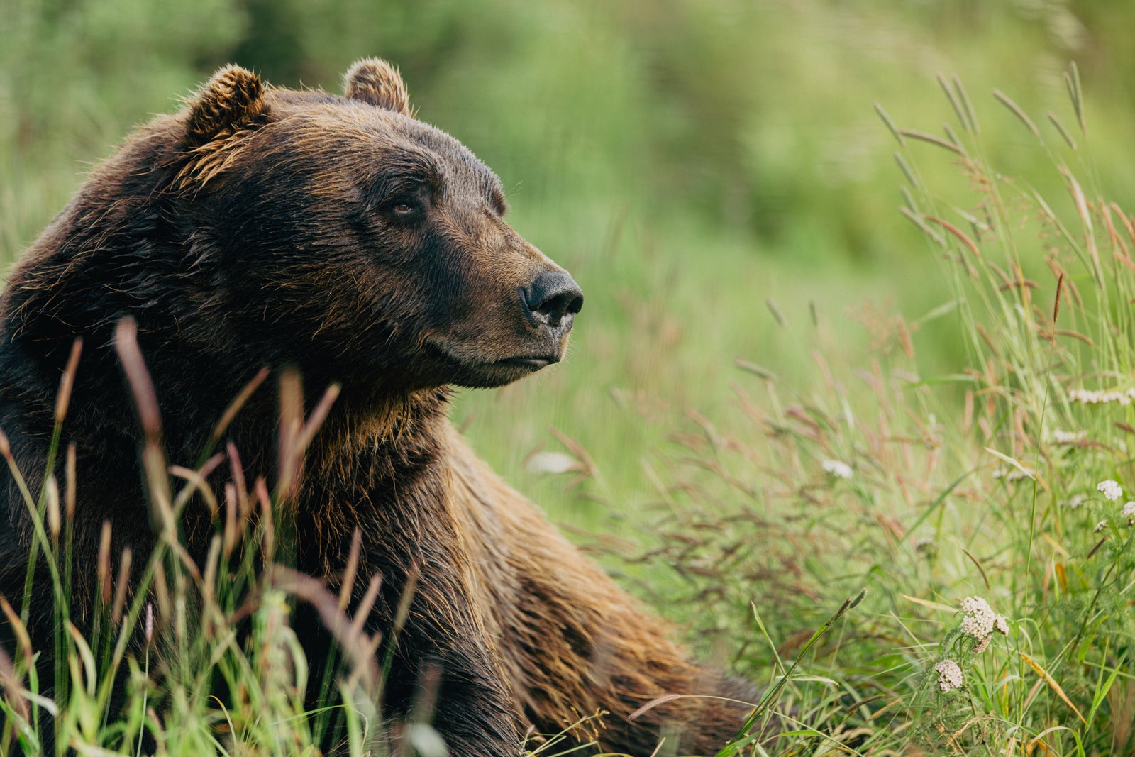 ALASKA CRUISE SECRETS REVEALED: 9 Excursions That Will BLOW YOUR MIND!