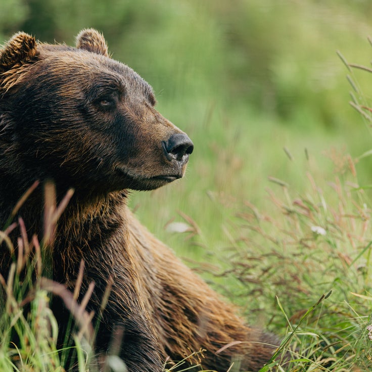 The 9 best Alaska shore excursions you can do on a Princess cruise