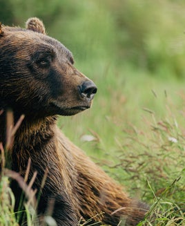 The 9 best Alaska shore excursions you can do on a Princess cruise