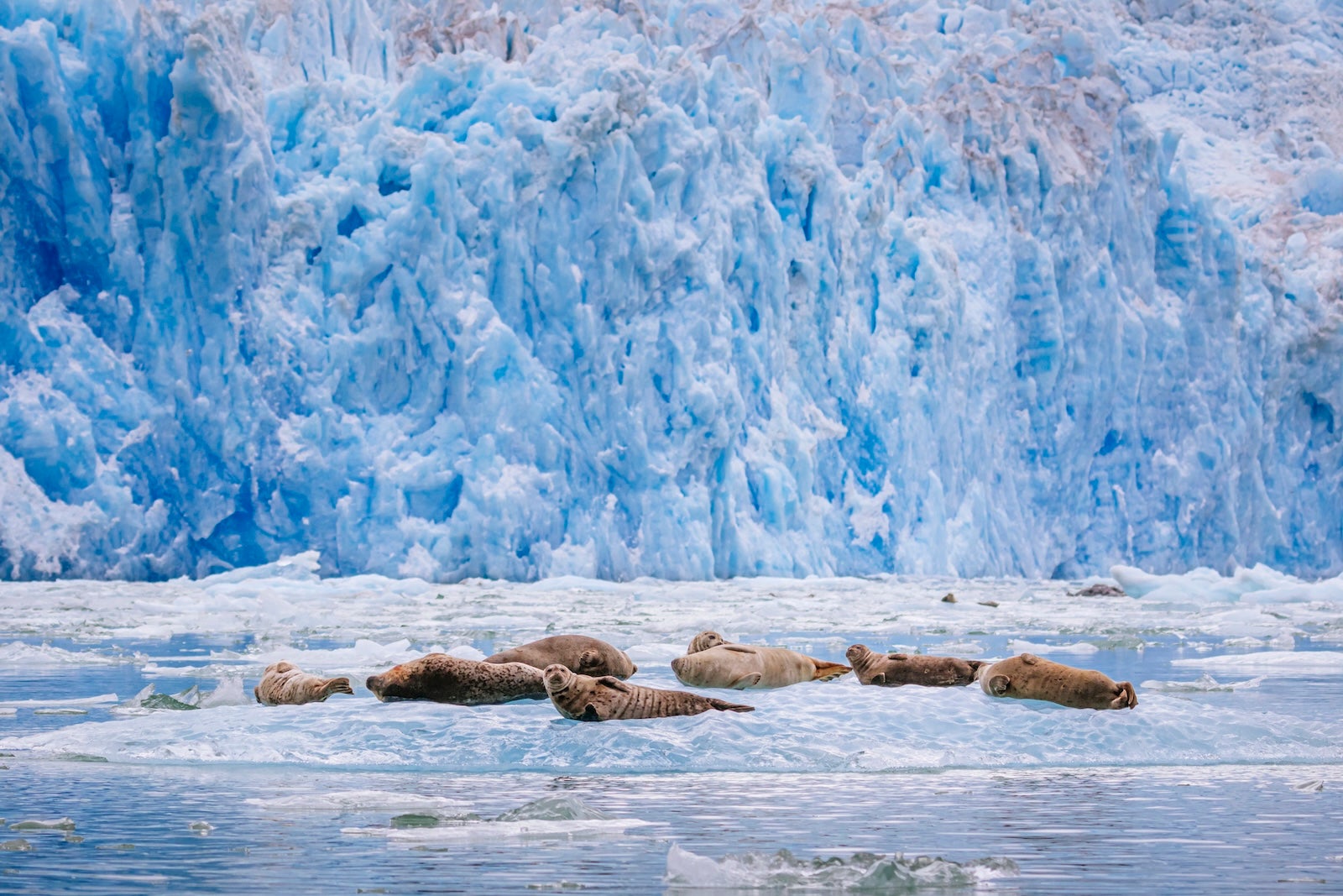 Harbor seals (Phoca vitulina) at South Sawyer Glacier in Tracy Arm