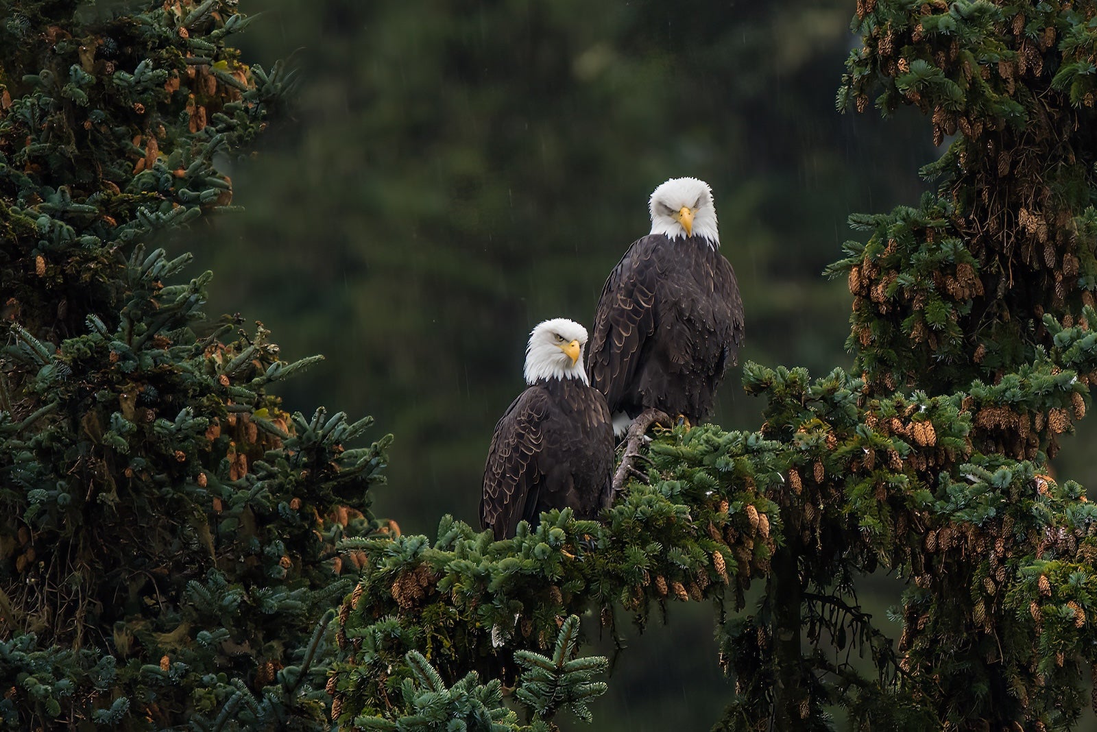 Bald Eagles perched in spruce tree over a river