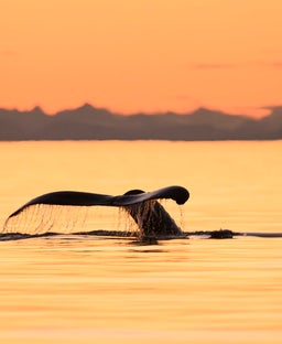 6 once-in-a-lifetime Alaska shore excursions worth the splurge