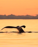 6 once-in-a-lifetime Alaska shore excursions worth the splurge