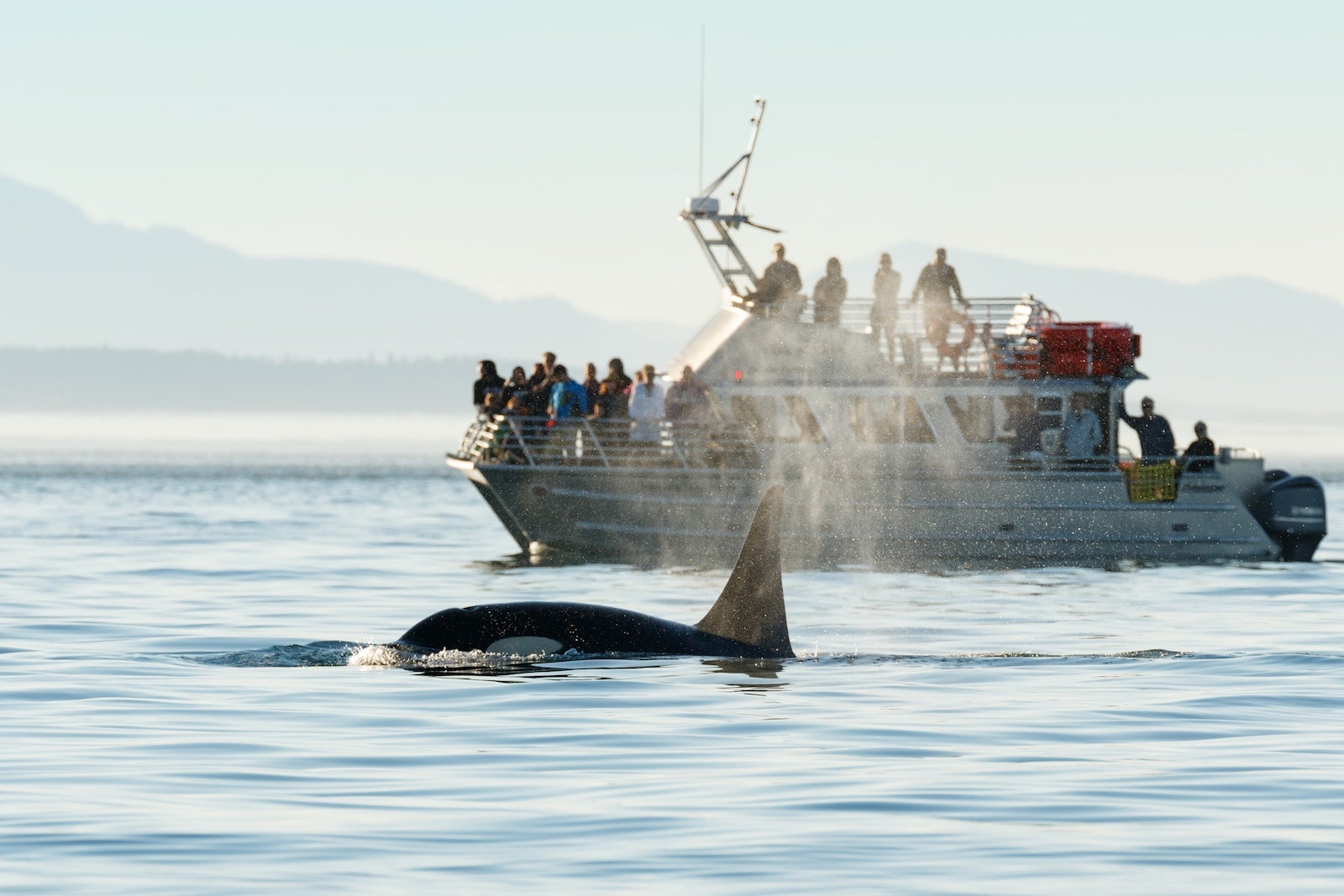 Orca surfacing by whale watching tour boat