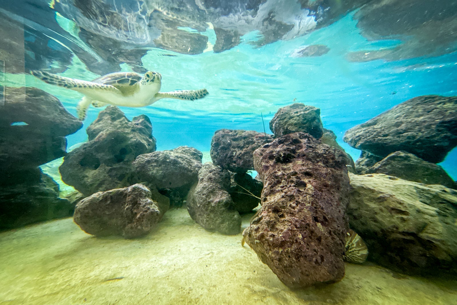 turtle swimming in aquarium