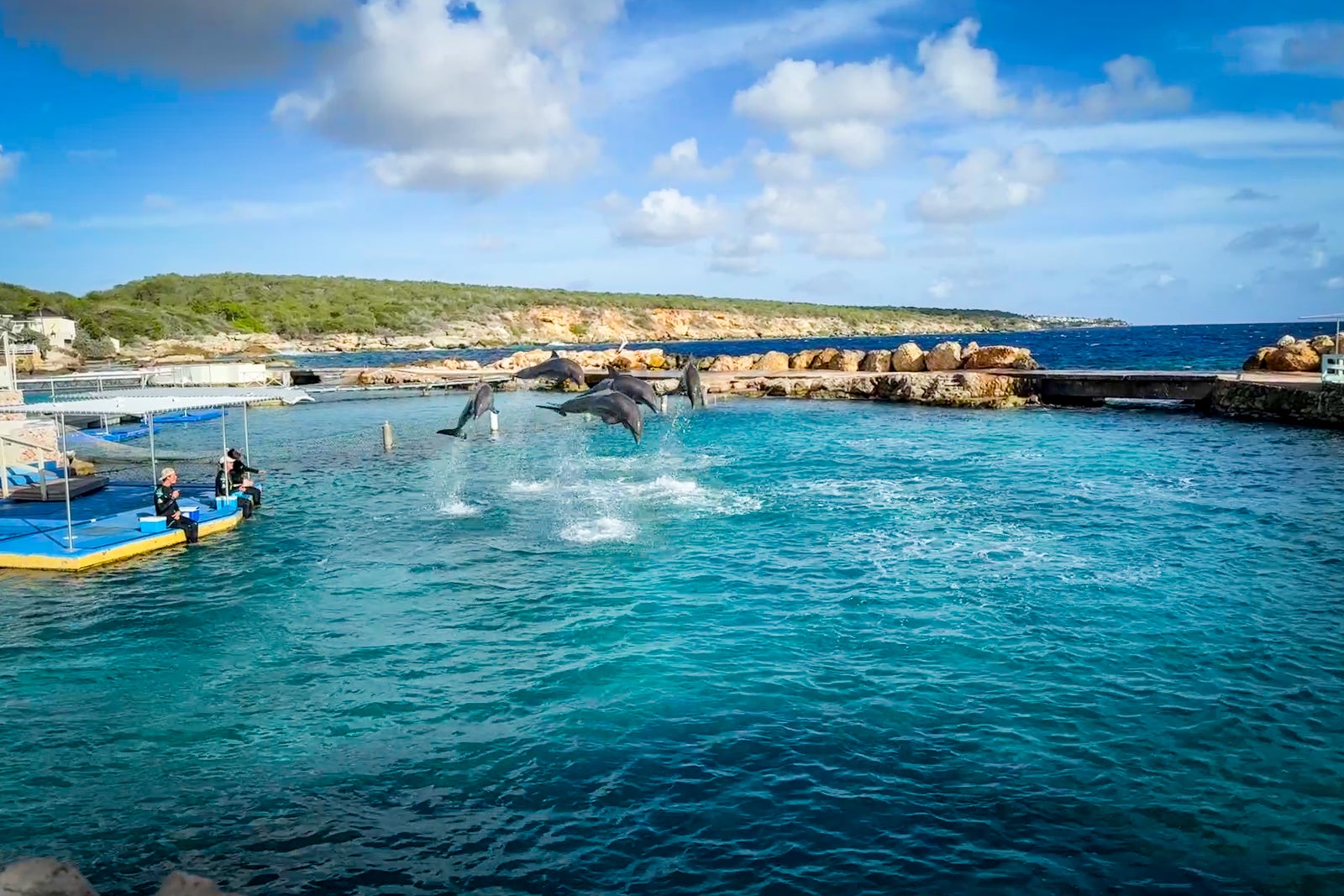dolphins swimming