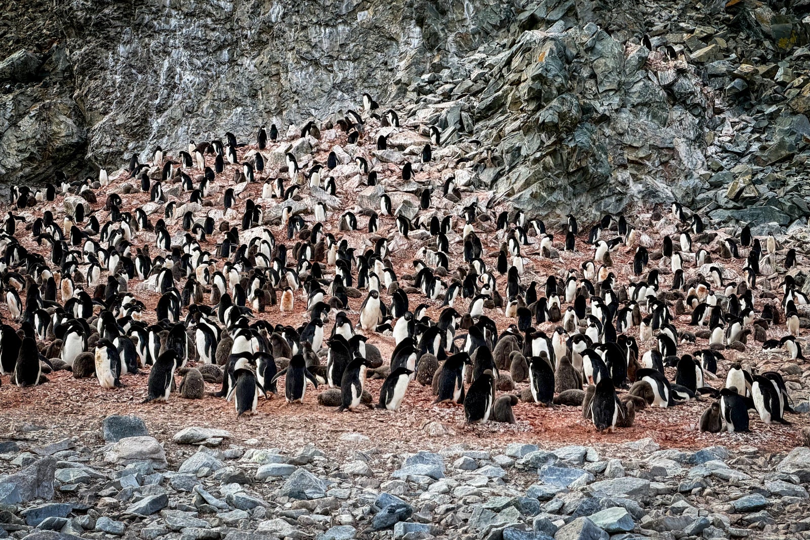 A field of penguins at Antarctica's Pourquoi Pas Island.