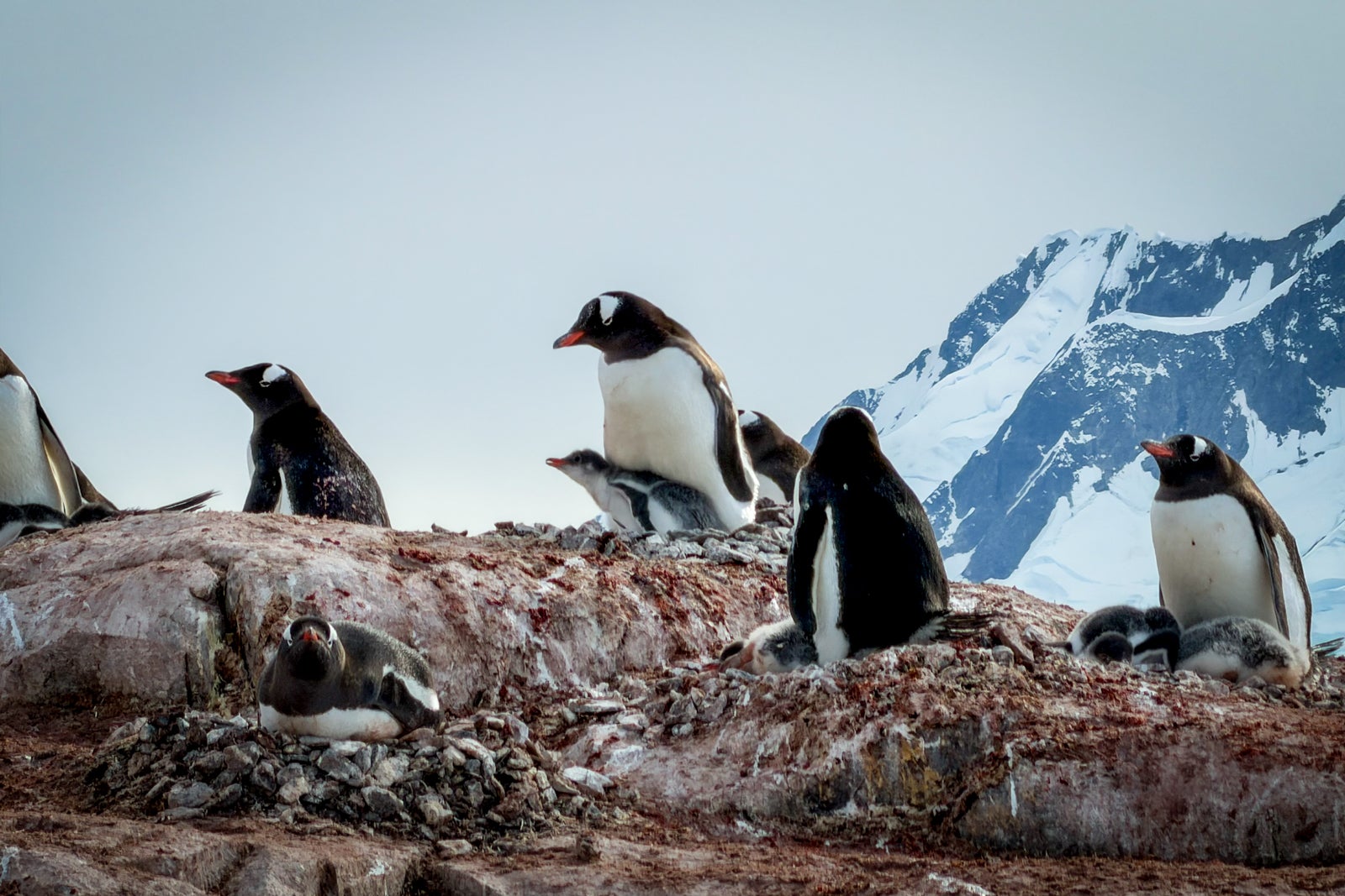 Penguins at Petermann Island.