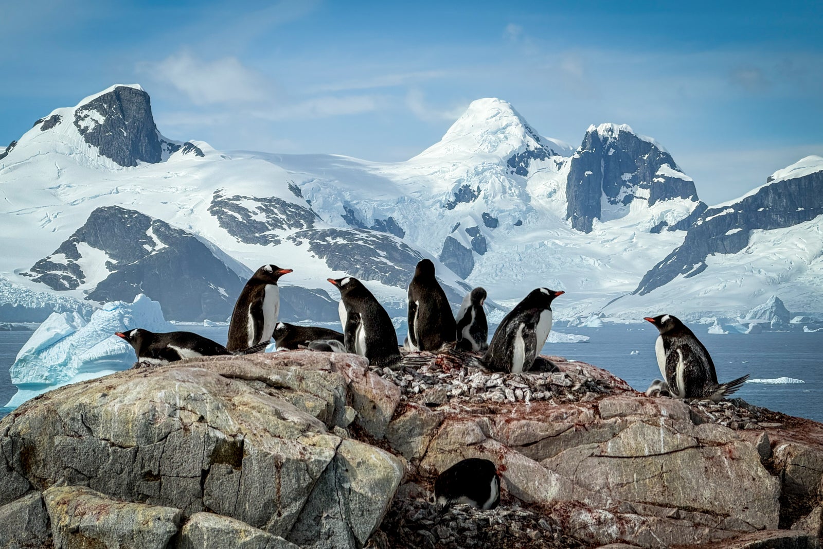 Penguins at Petermann Island.