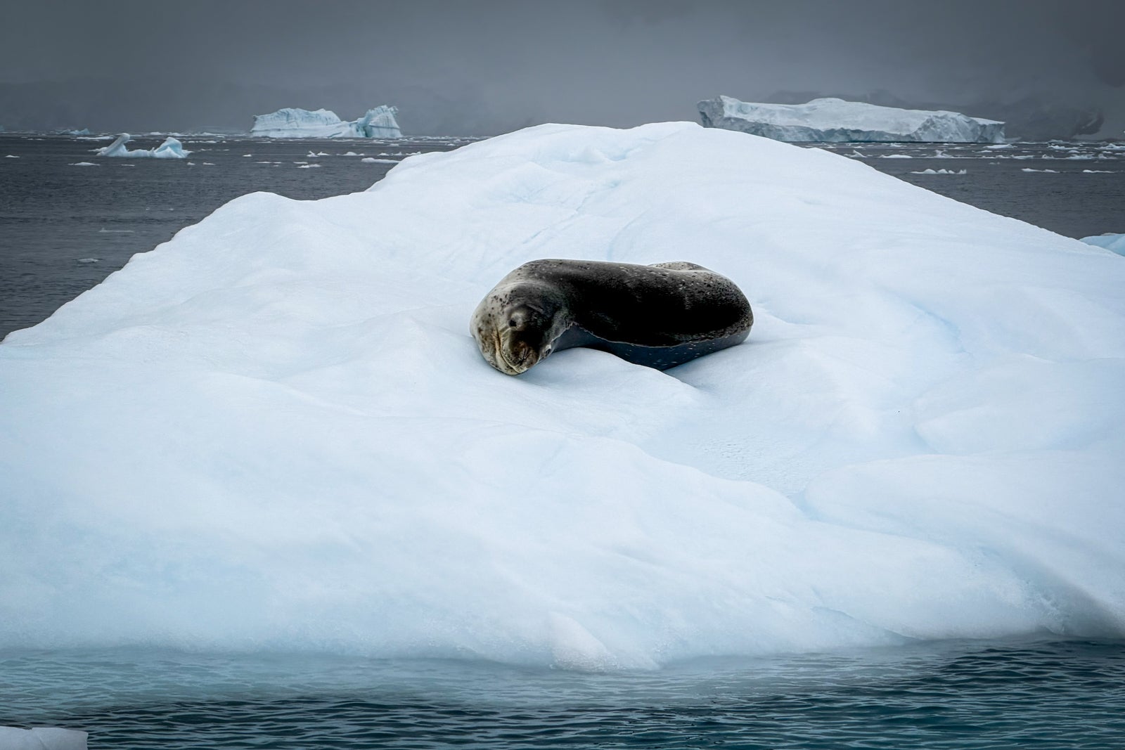 A leopard seal on floating ice.