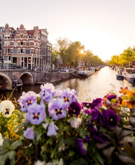 Amsterdam canal at sunset with flowers in foreground, Netherlands