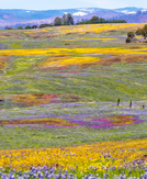 A California superbloom may happen this year — here's what we know so far