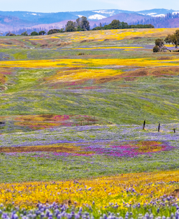 A California superbloom may happen this year — here's what we know so far