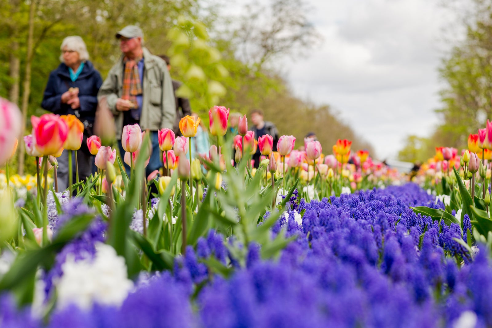 People passing colorful tulips at Keukenhof