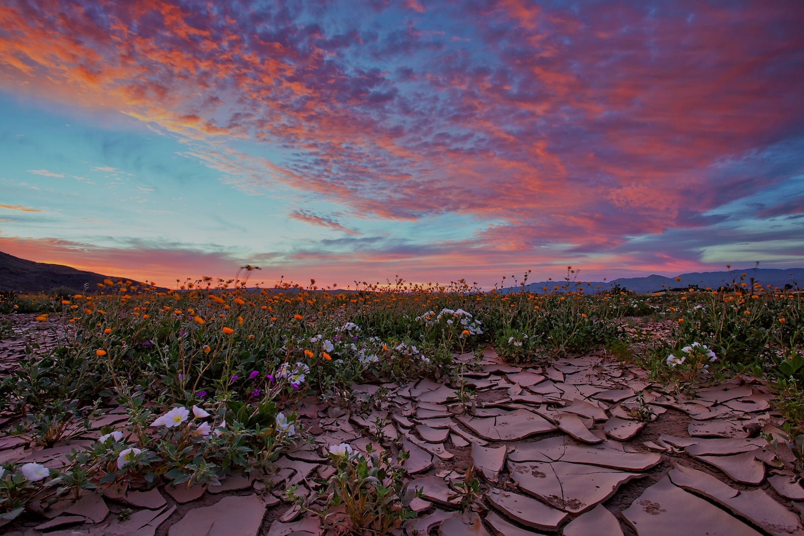Colorful desert wildflowers under a colorful sunrise