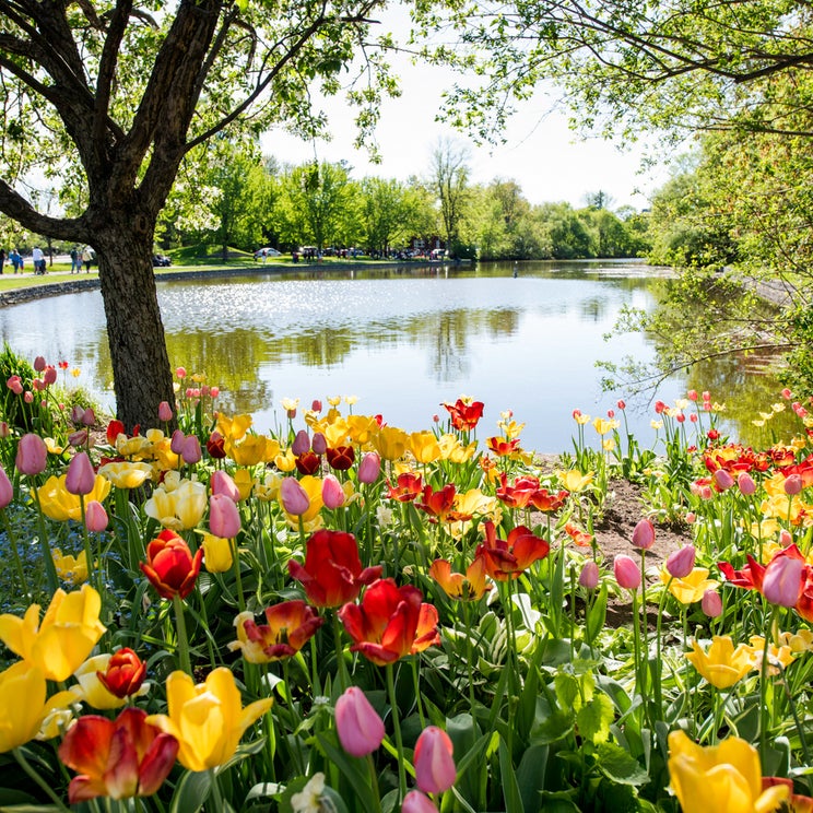 Skip the sakura crowds at these lesser-known flower festivals